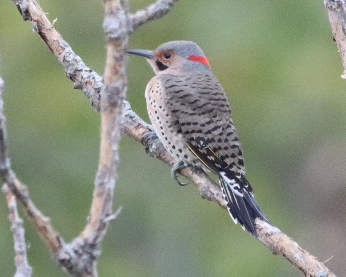 Northern Flicker - ML609355959