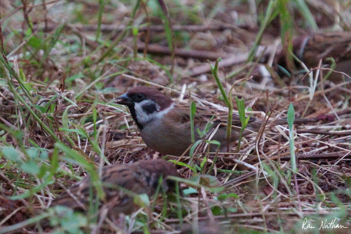 Eurasian Tree Sparrow - ML609356057