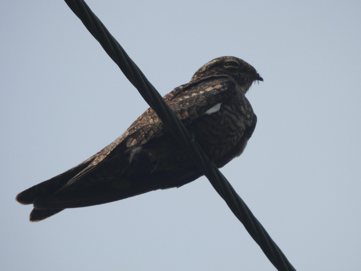 Lesser Nighthawk - ML609356075