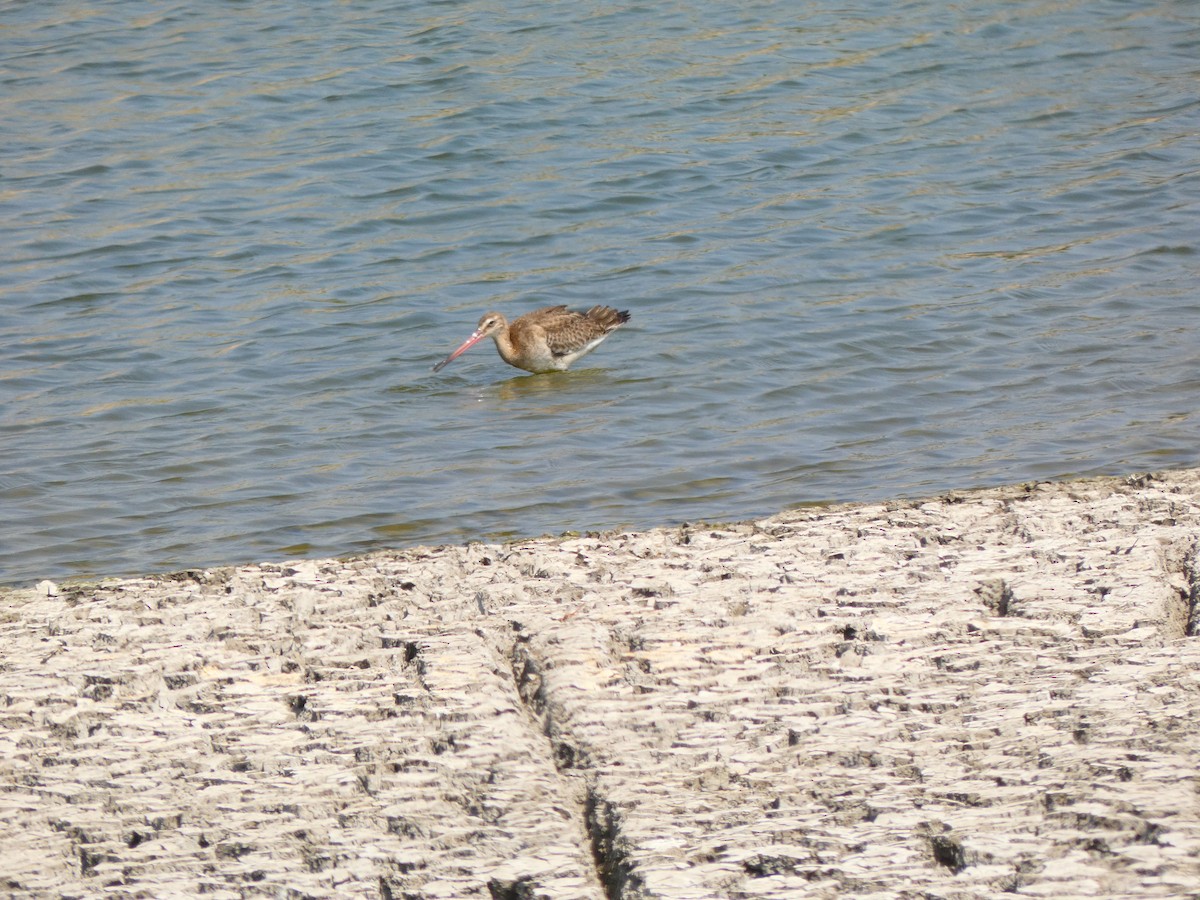 Black-tailed Godwit - ML609356188