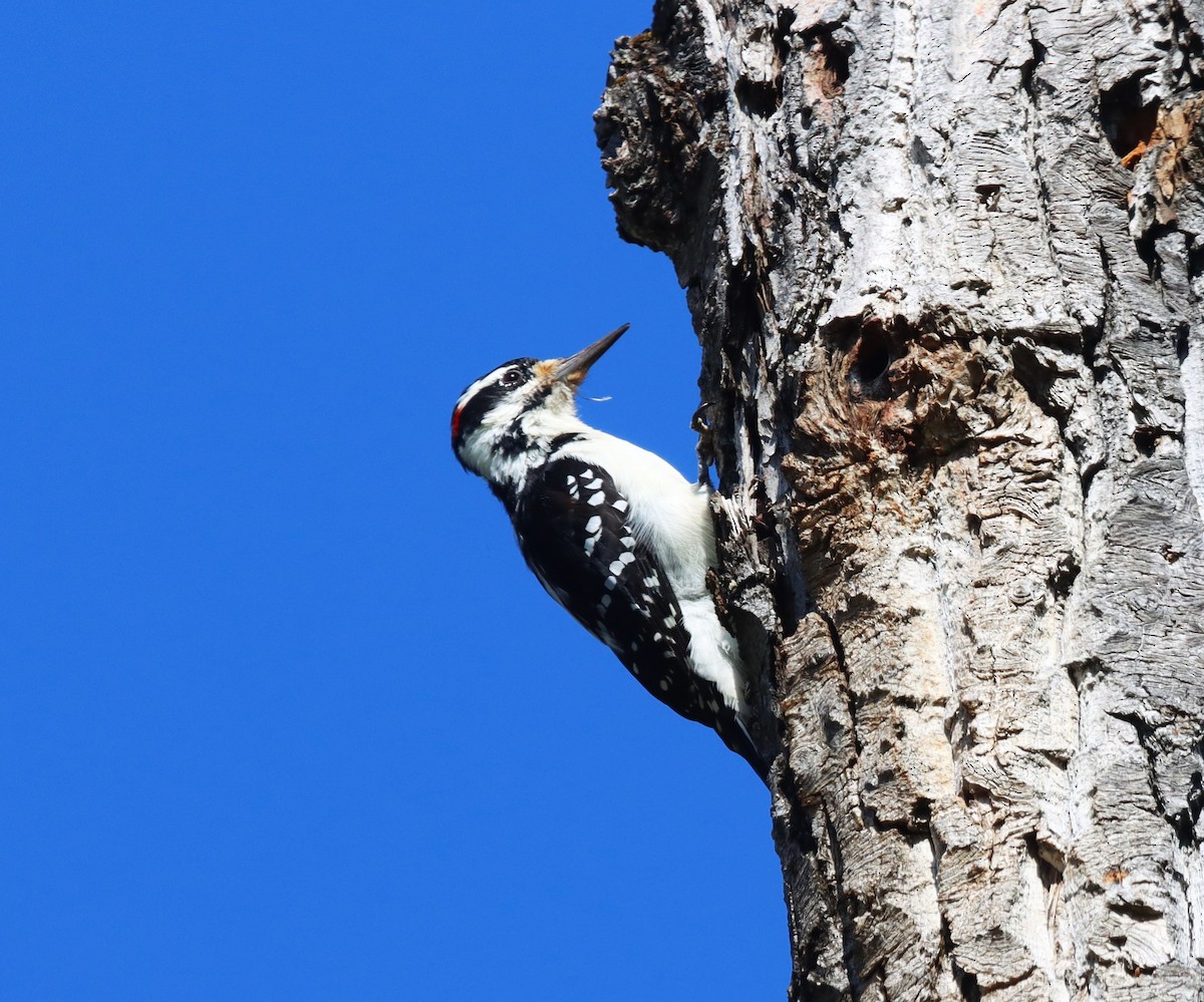 Hairy Woodpecker - ML609356225