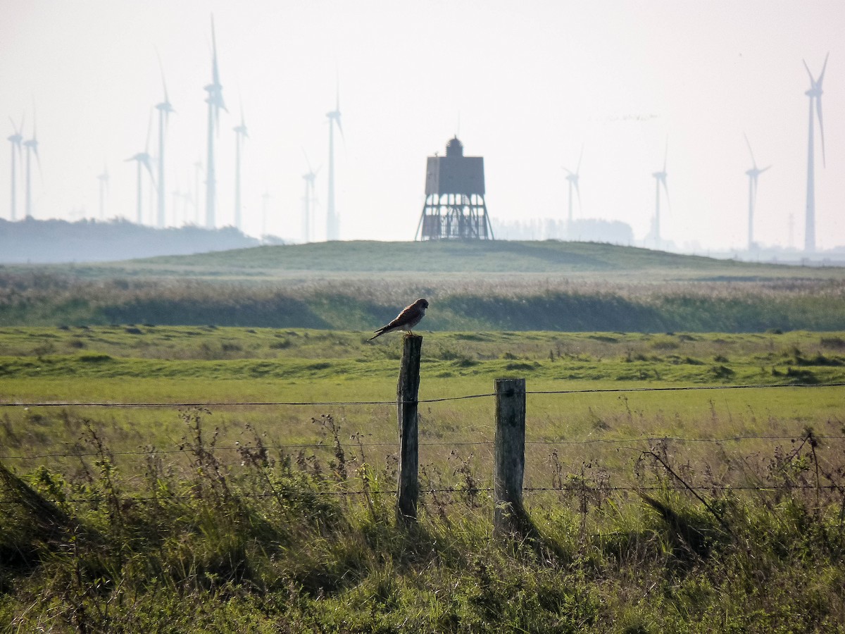 Eurasian Kestrel - ML609356237