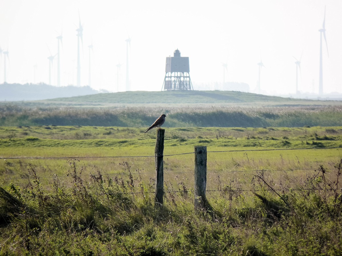 Eurasian Kestrel - ML609356239