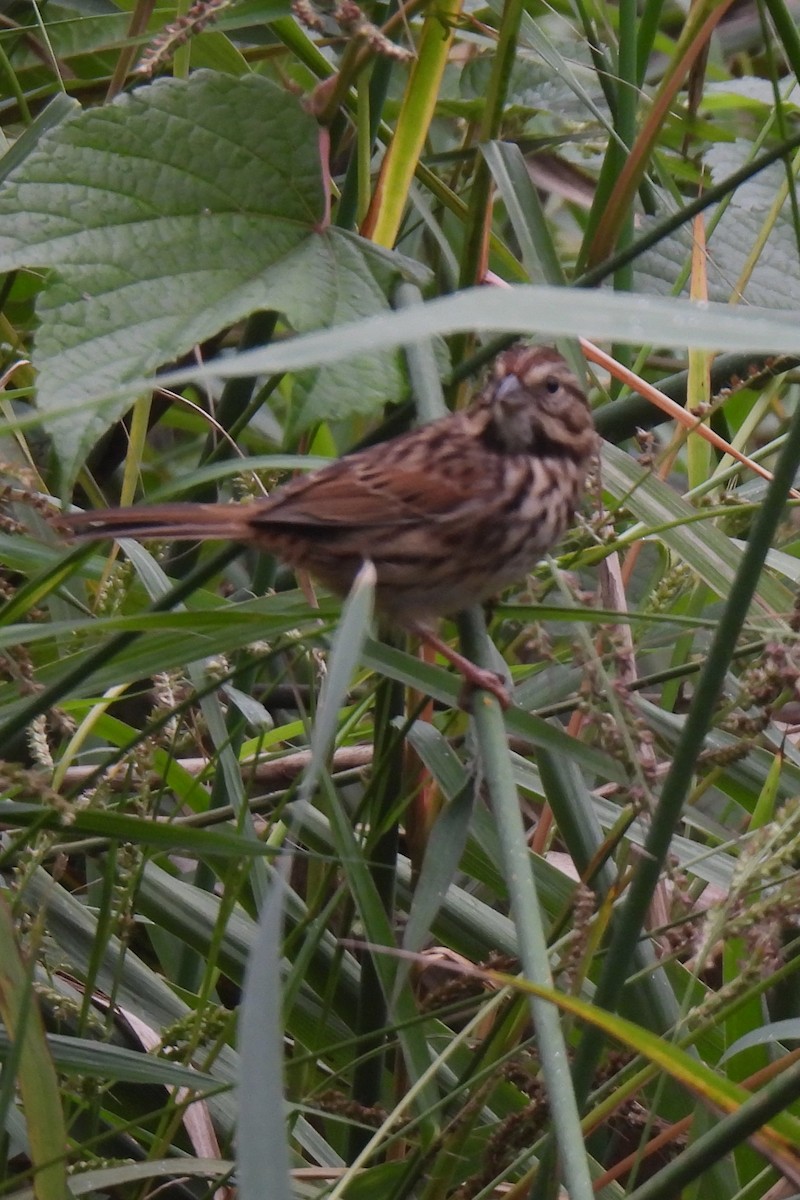 Song Sparrow - ML609356337