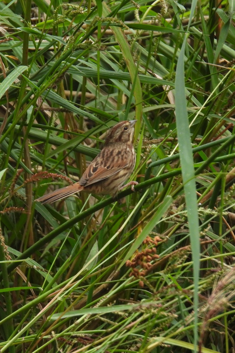 Song Sparrow - ML609356338