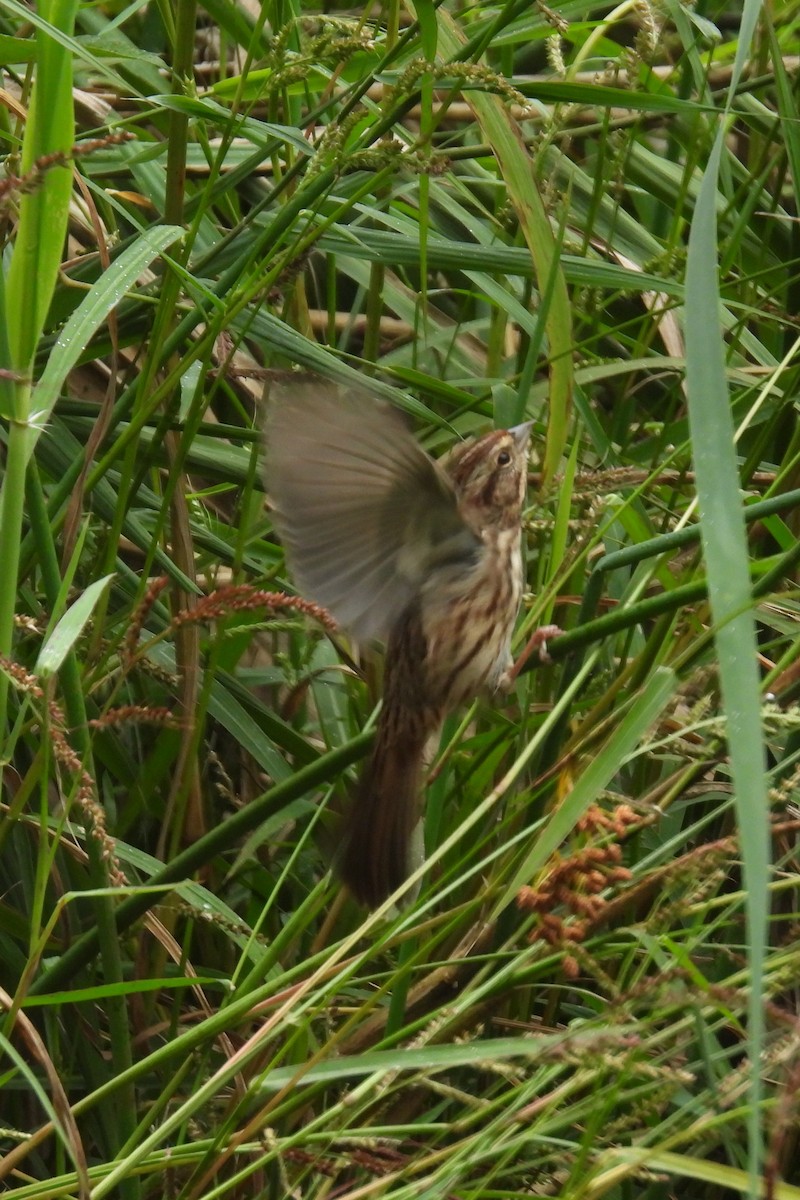 Song Sparrow - ML609356339