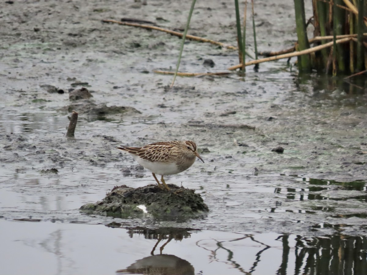 Pectoral Sandpiper - ML609356341