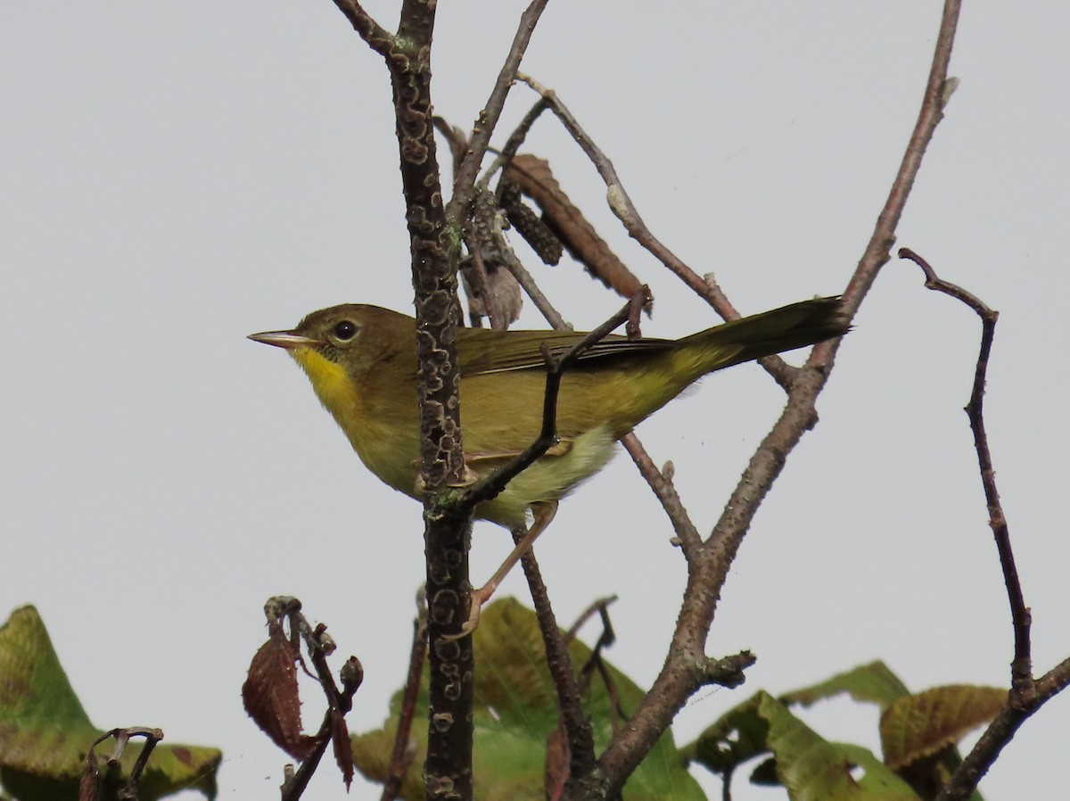 Common Yellowthroat - ML609356446