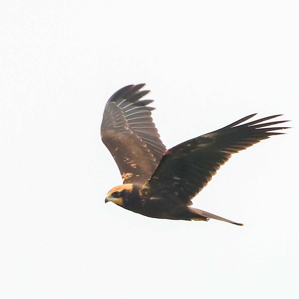 Western Marsh Harrier - ML609356492