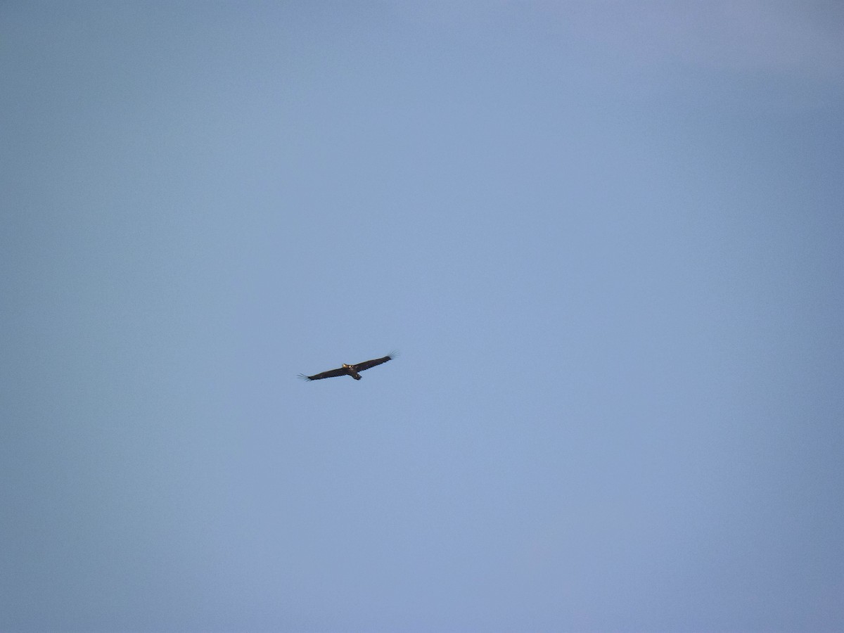 White-tailed Eagle - ML609356537