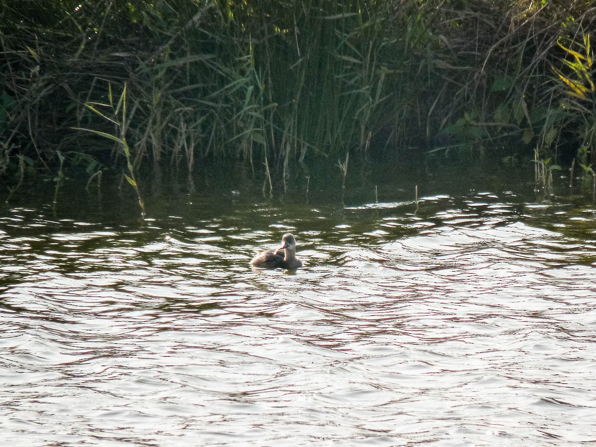 Little Grebe - ML609356635