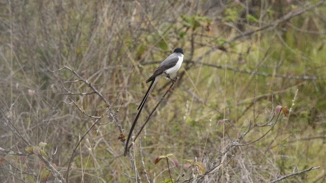 Fork-tailed Flycatcher - ML609356706