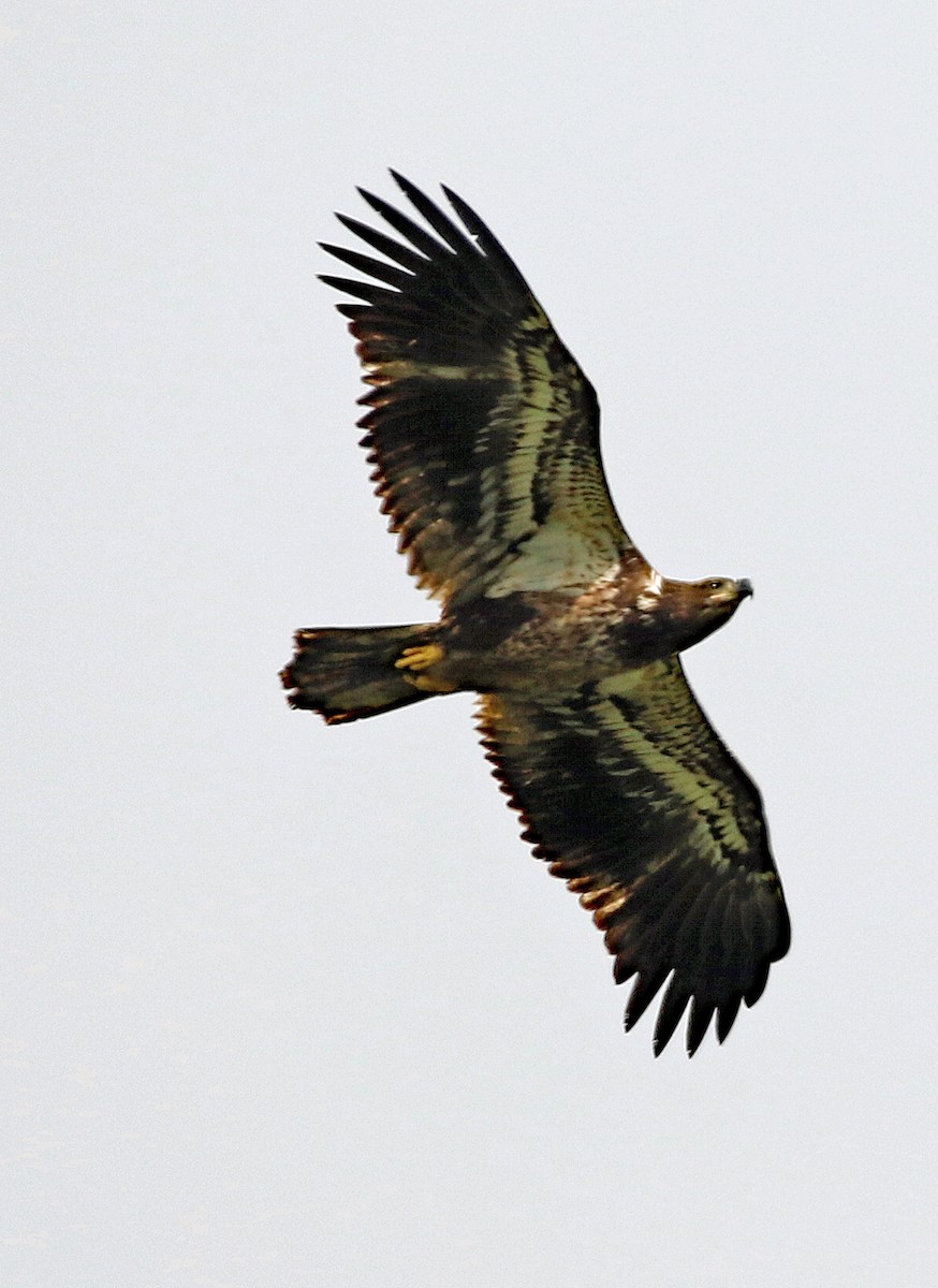 Bald Eagle - William Parkin