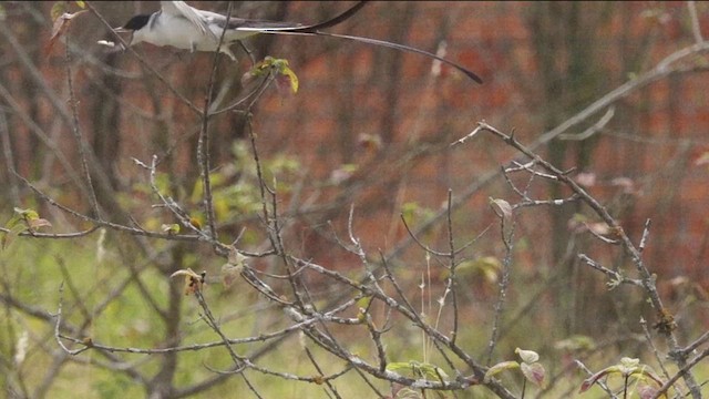 Fork-tailed Flycatcher - ML609356861