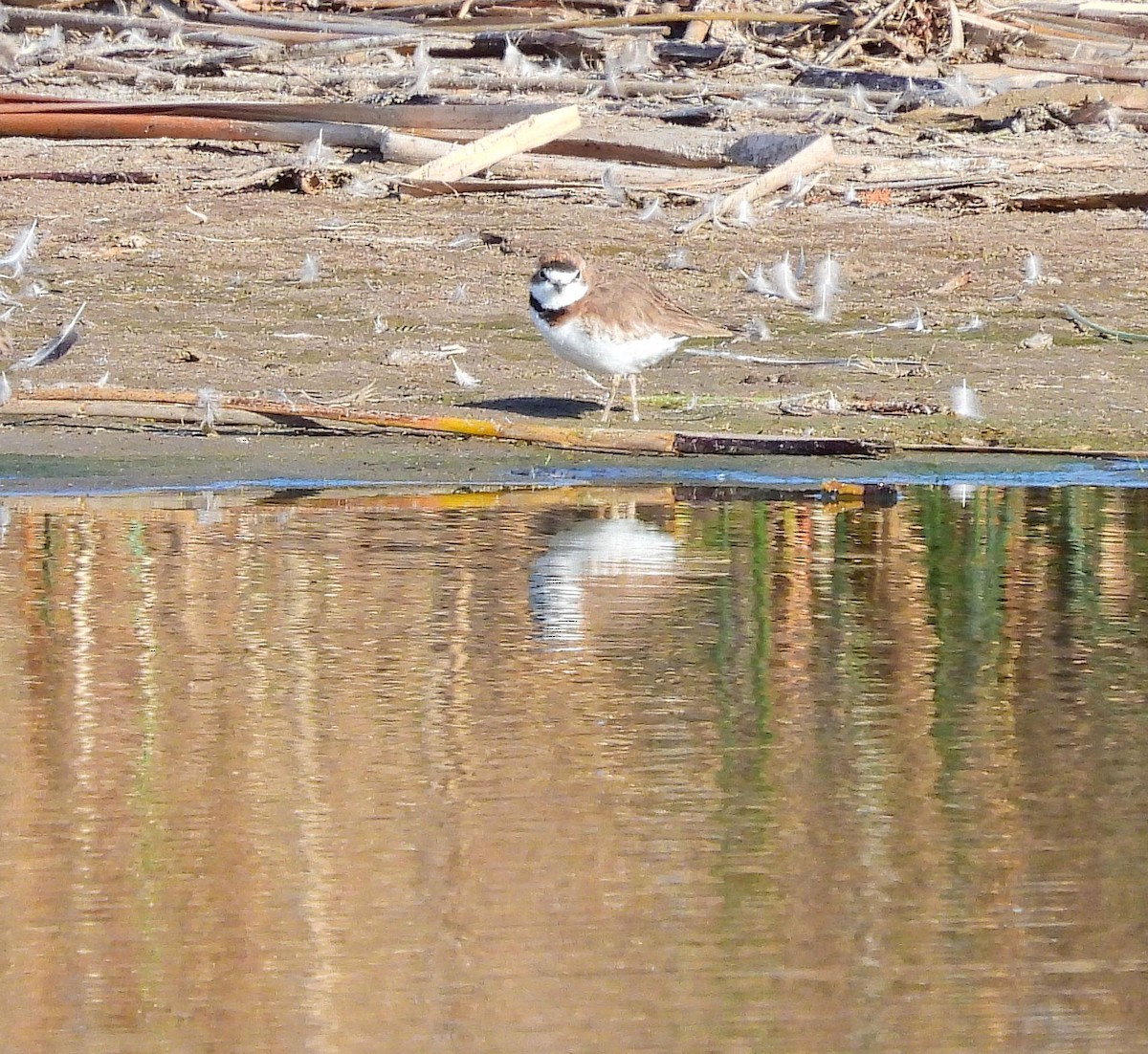 Collared Plover - ML609356868