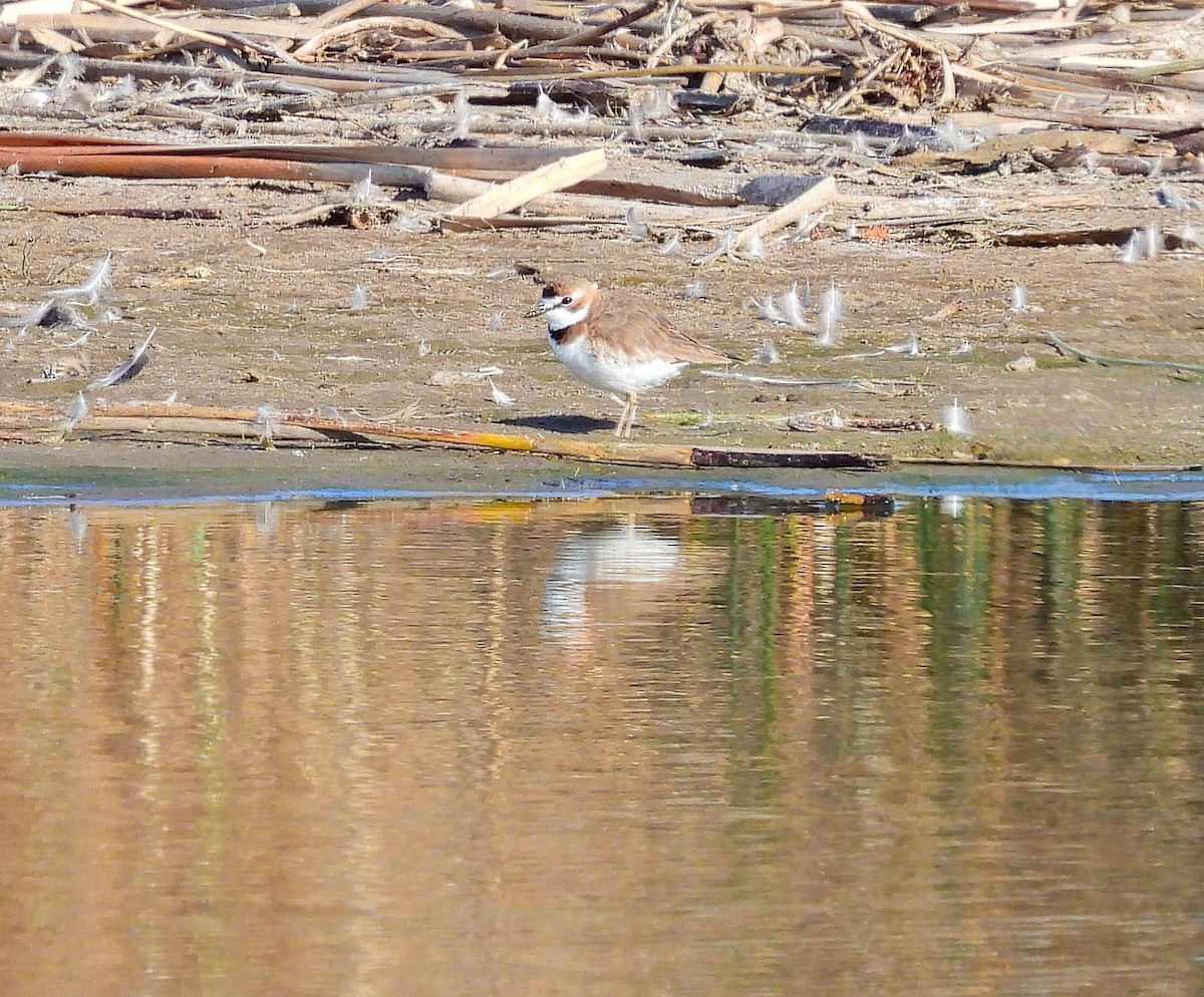 Collared Plover - ML609356869