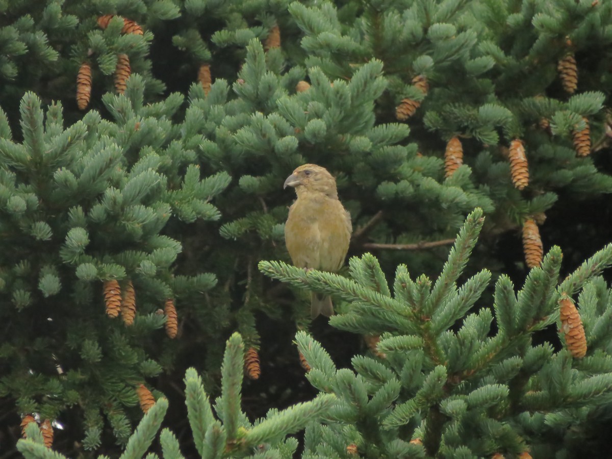 Bec-croisé des sapins - ML609356960