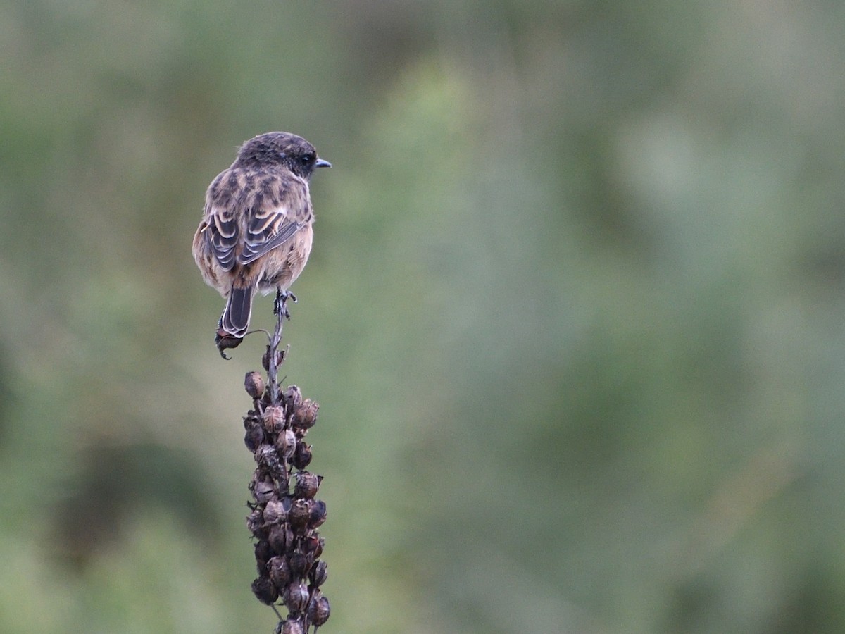 European Stonechat - ML609357037