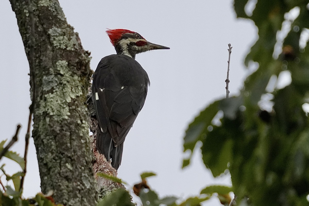 Pileated Woodpecker - Stacy Rabinovitz