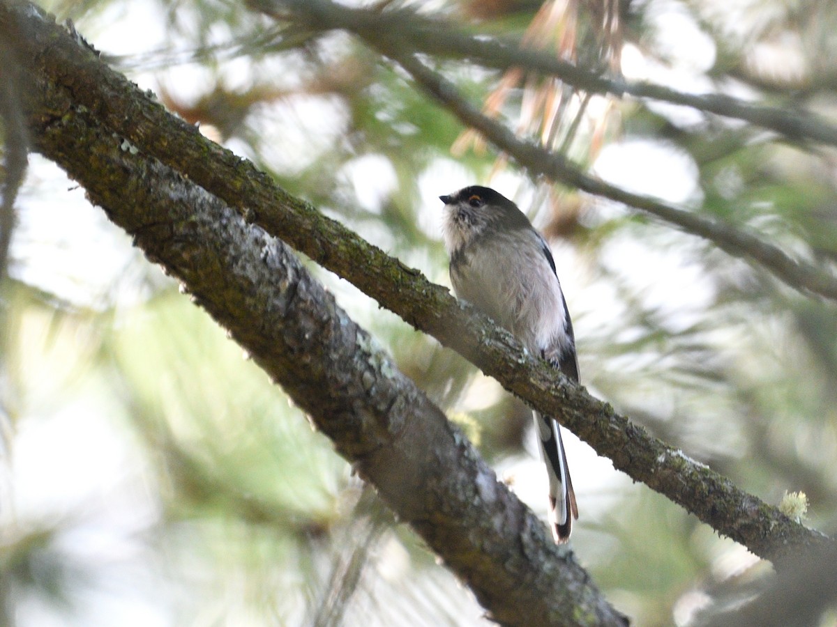 Long-tailed Tit - ML609357053