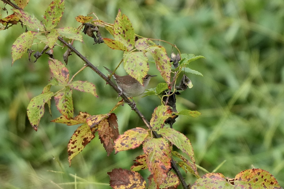 House Wren - ML609357083