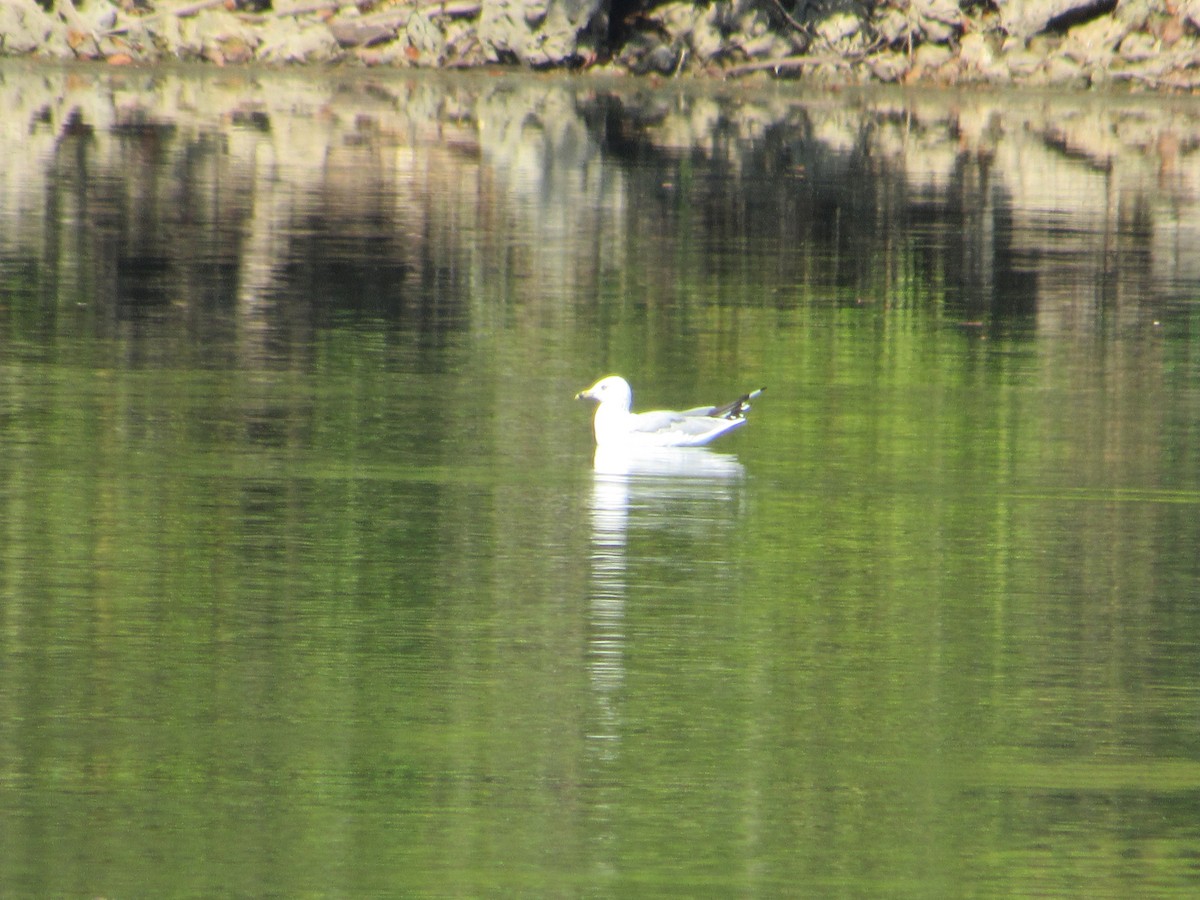 Ring-billed Gull - ML609357115