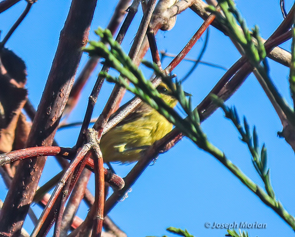 Orchard Oriole - ML609357153