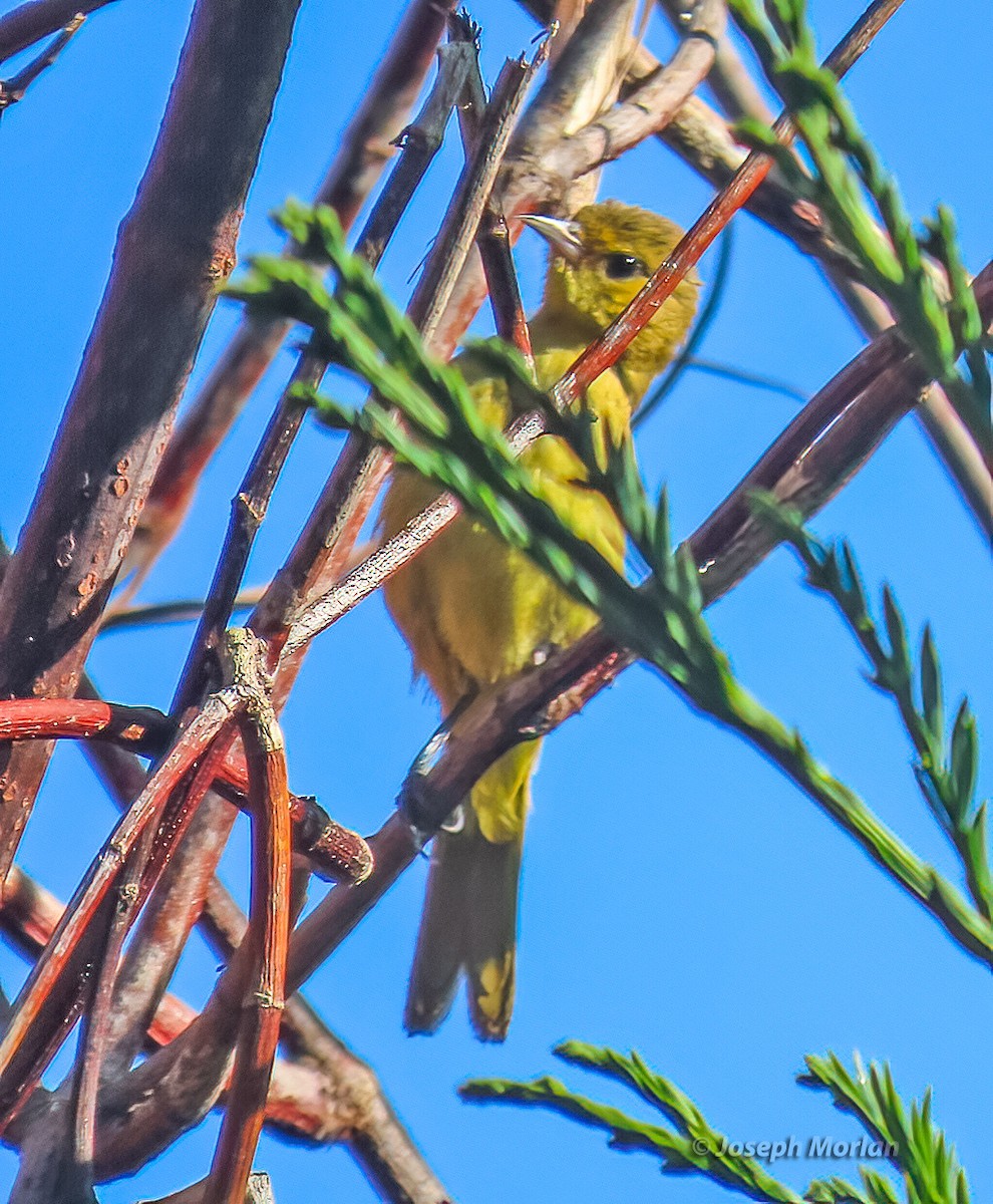 Orchard Oriole - ML609357155