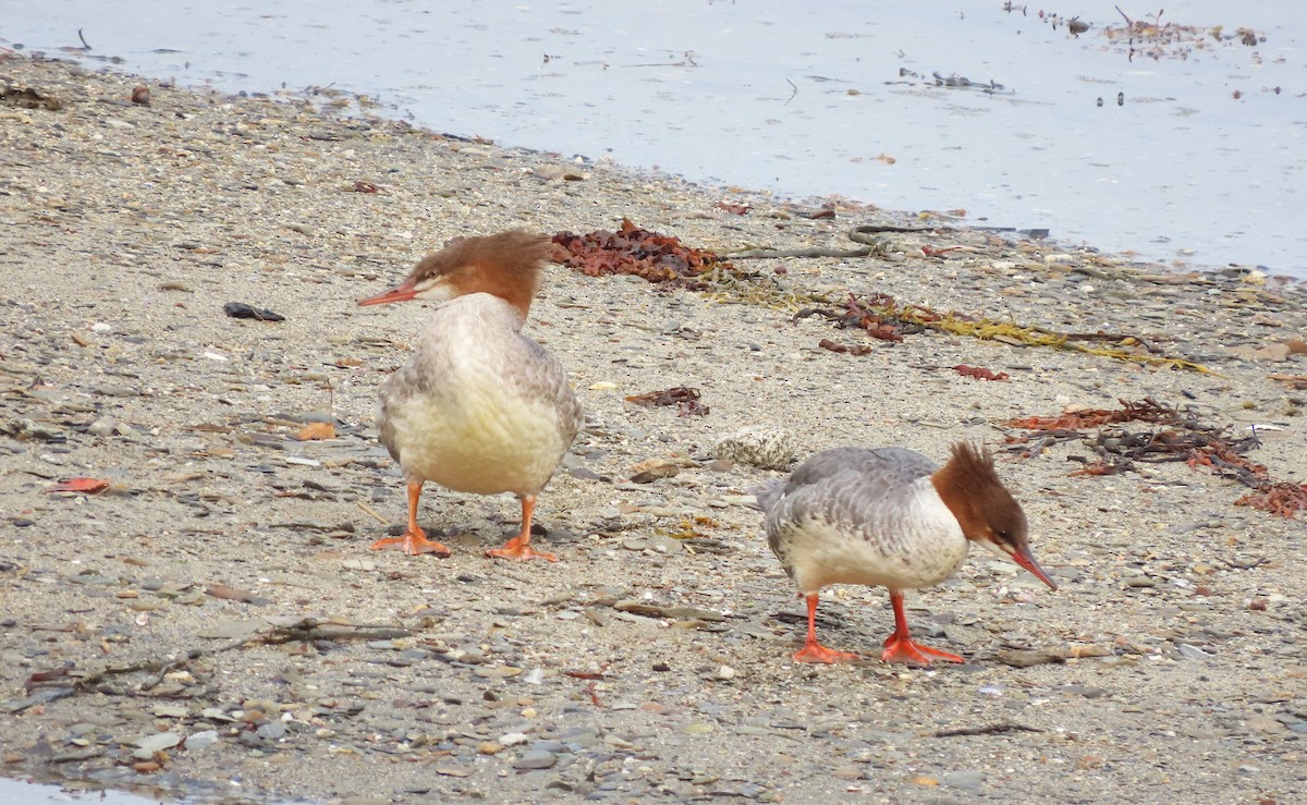 Common Merganser - tom aversa