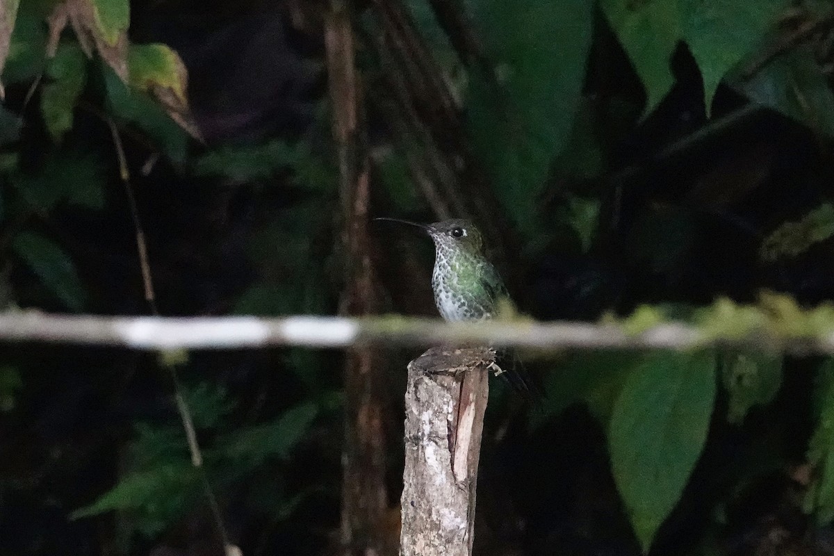 Many-spotted Hummingbird - ML609357232
