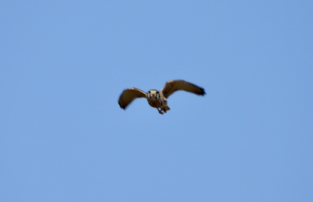 American Kestrel - ML609357304