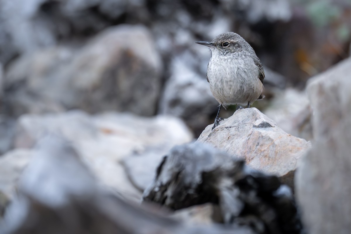 Rock Wren - ML609357345