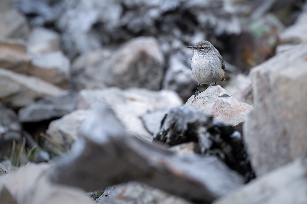 Troglodyte des rochers - ML609357347