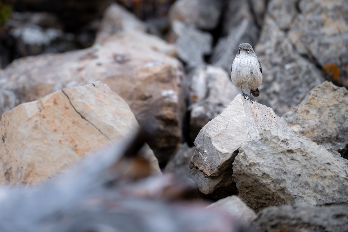 Troglodyte des rochers - ML609357348