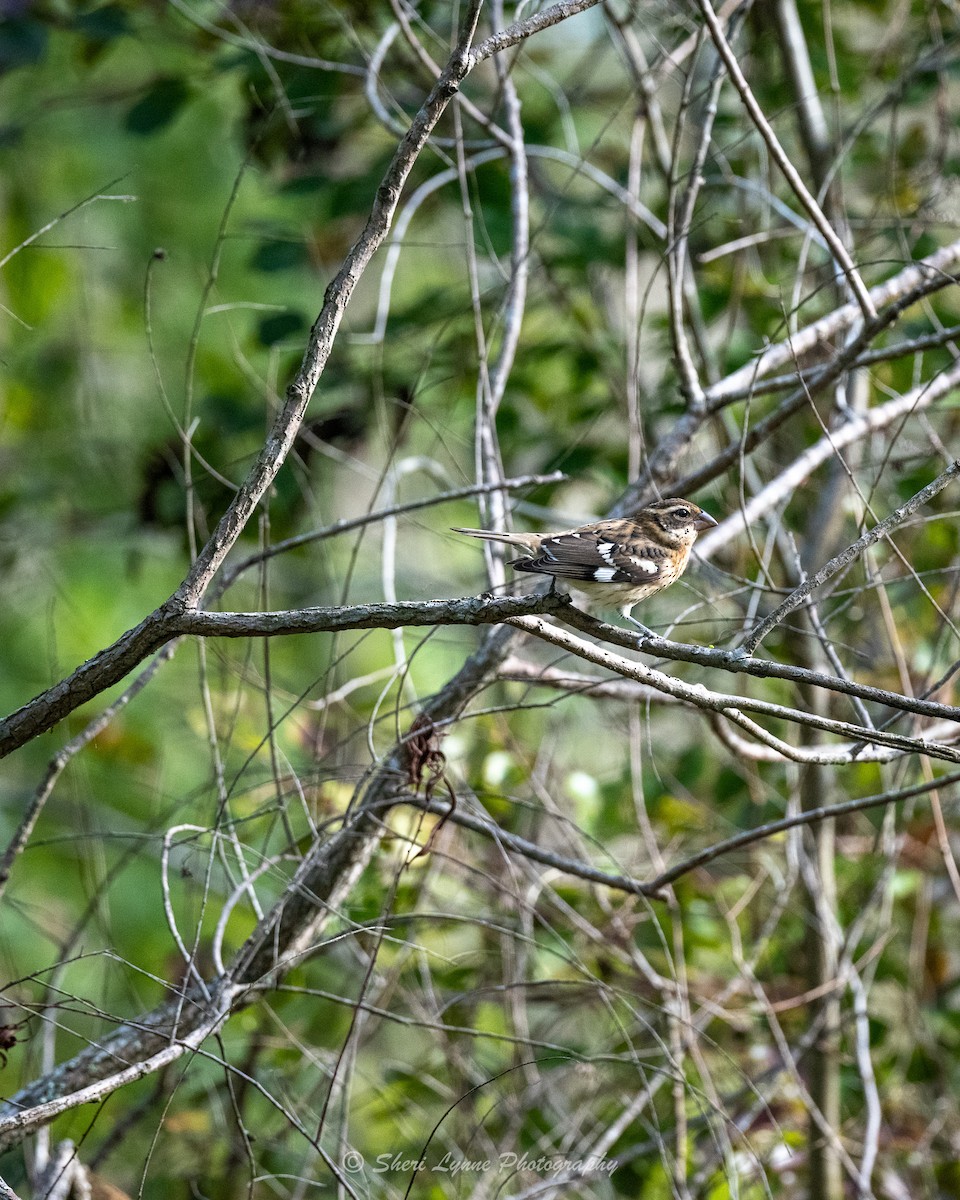 Rose-breasted Grosbeak - ML609357371