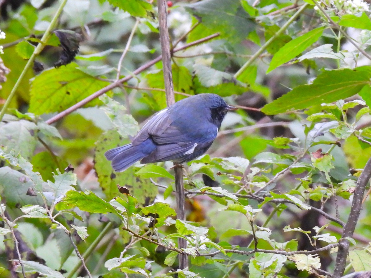 Blaurücken-Waldsänger - ML609357385