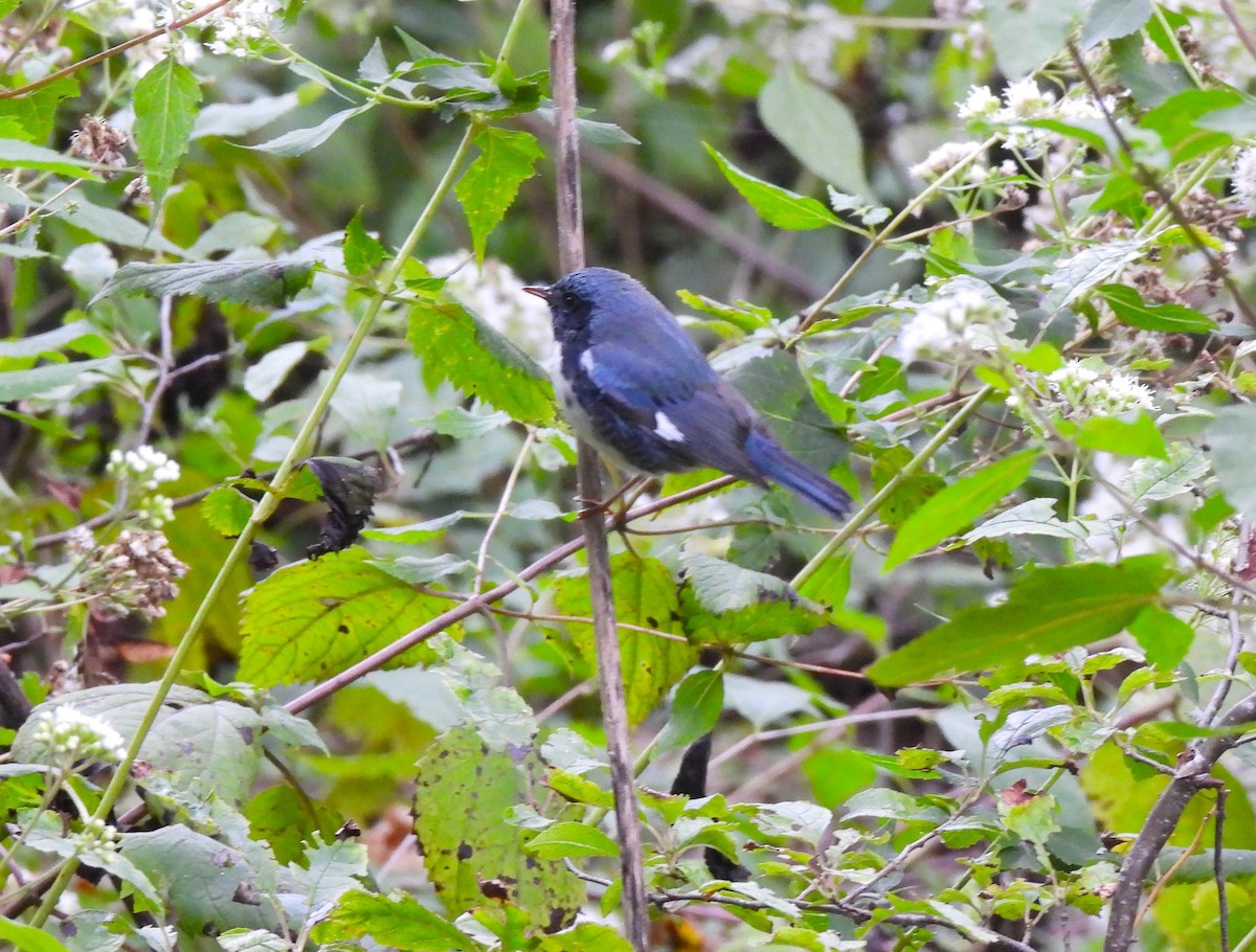 Black-throated Blue Warbler - Jennifer Wilson-Pines