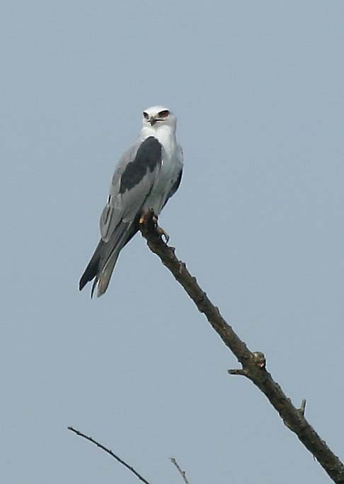 White-tailed Kite - ML609357461