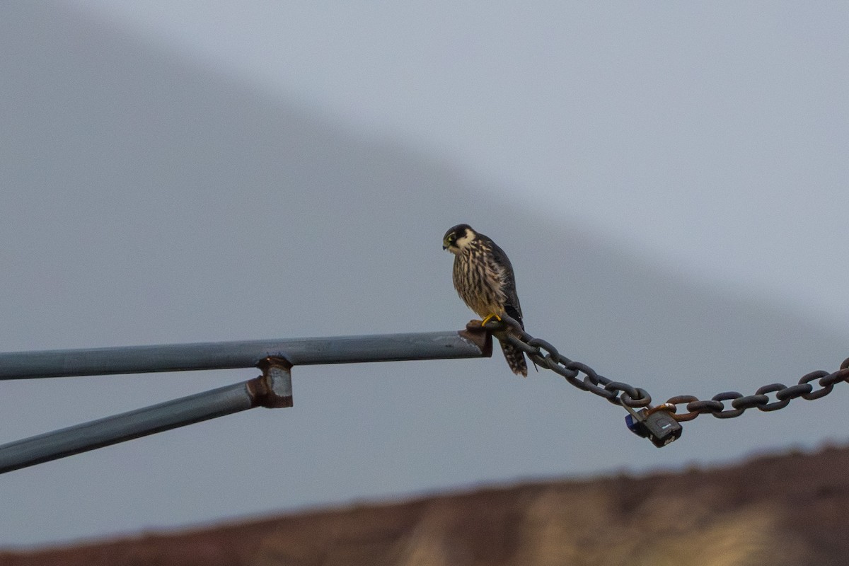 Eurasian Hobby - ML609357496