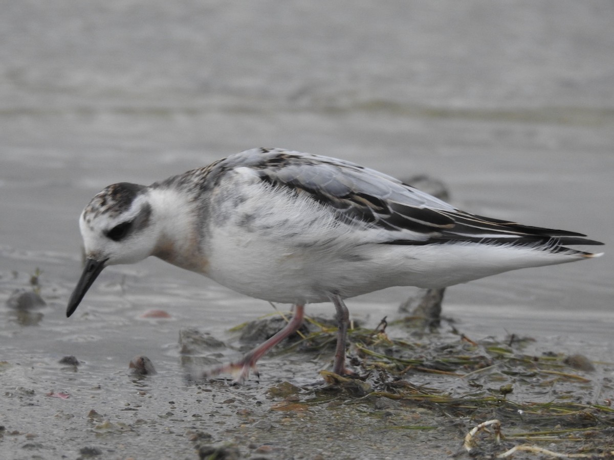 Red Phalarope - ML609357516