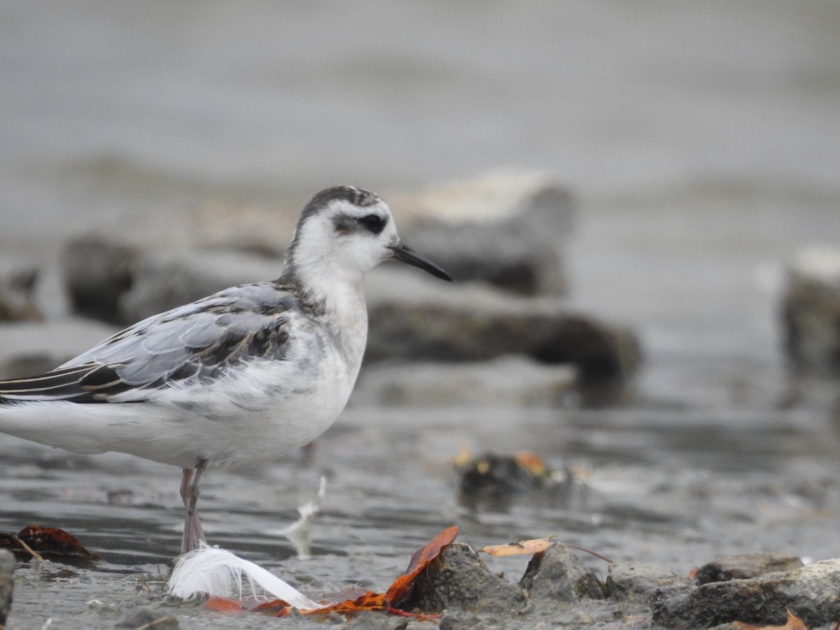 Red Phalarope - ML609357517