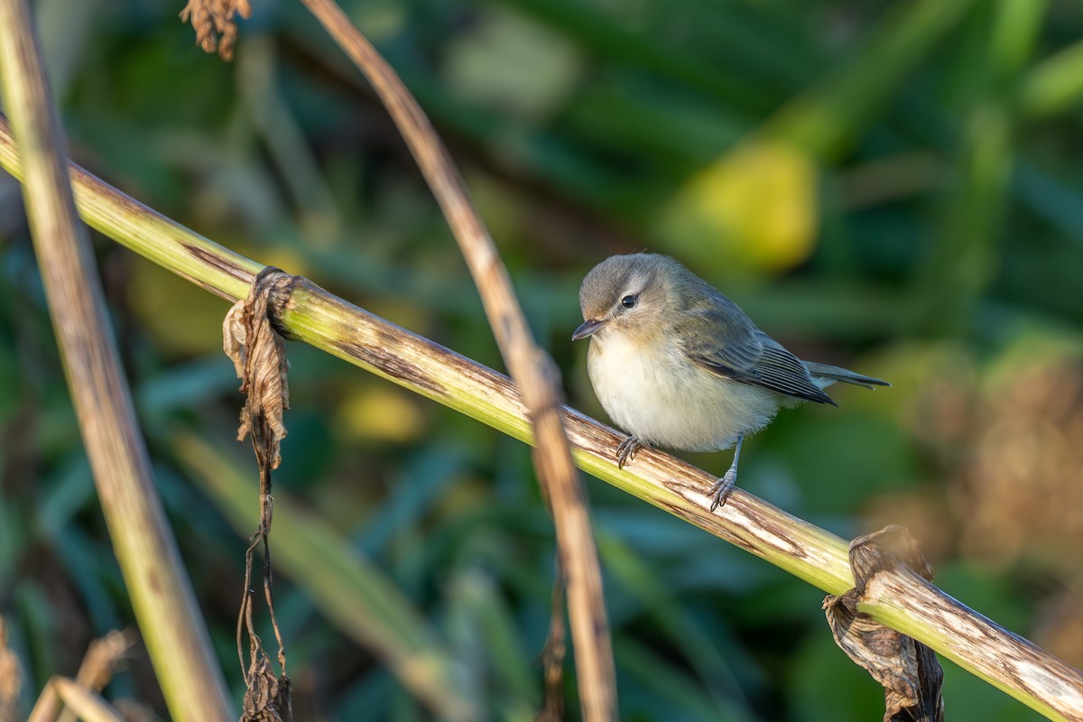 Warbling Vireo - ML609357566