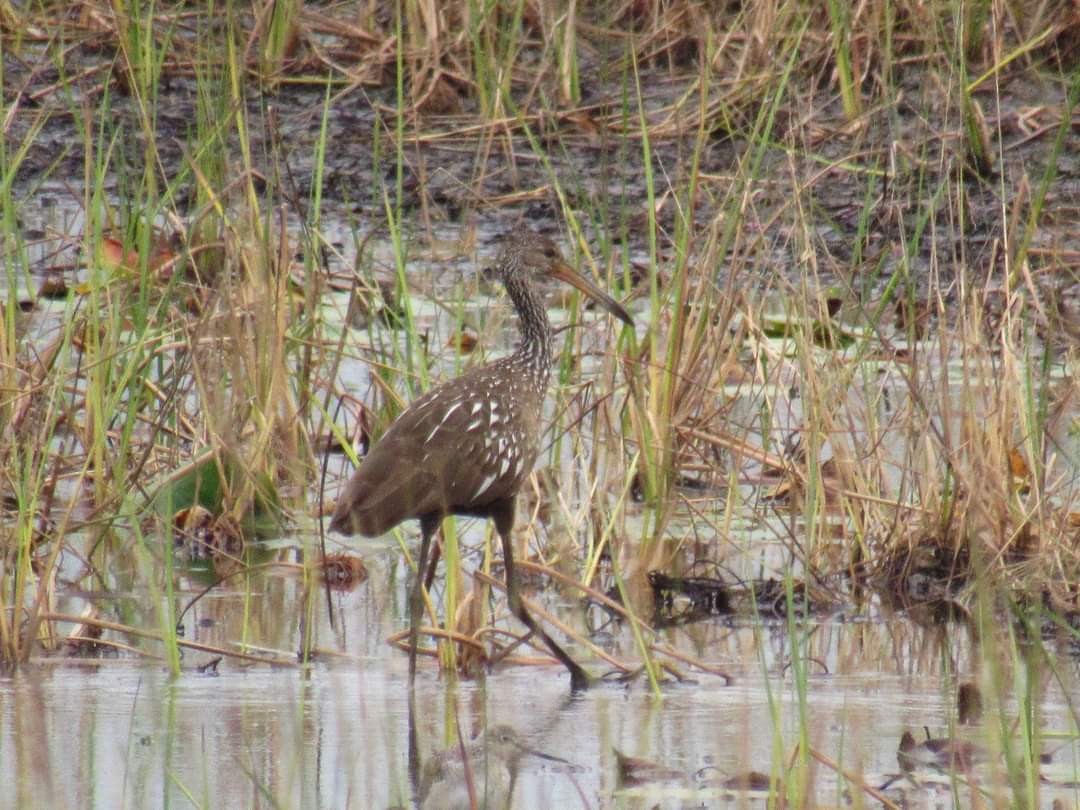 Limpkin - ML609357620