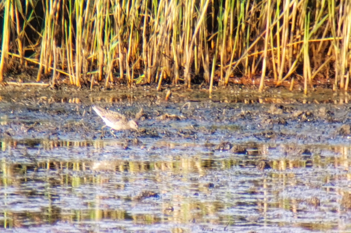 Sharp-tailed Sandpiper - ML609357696