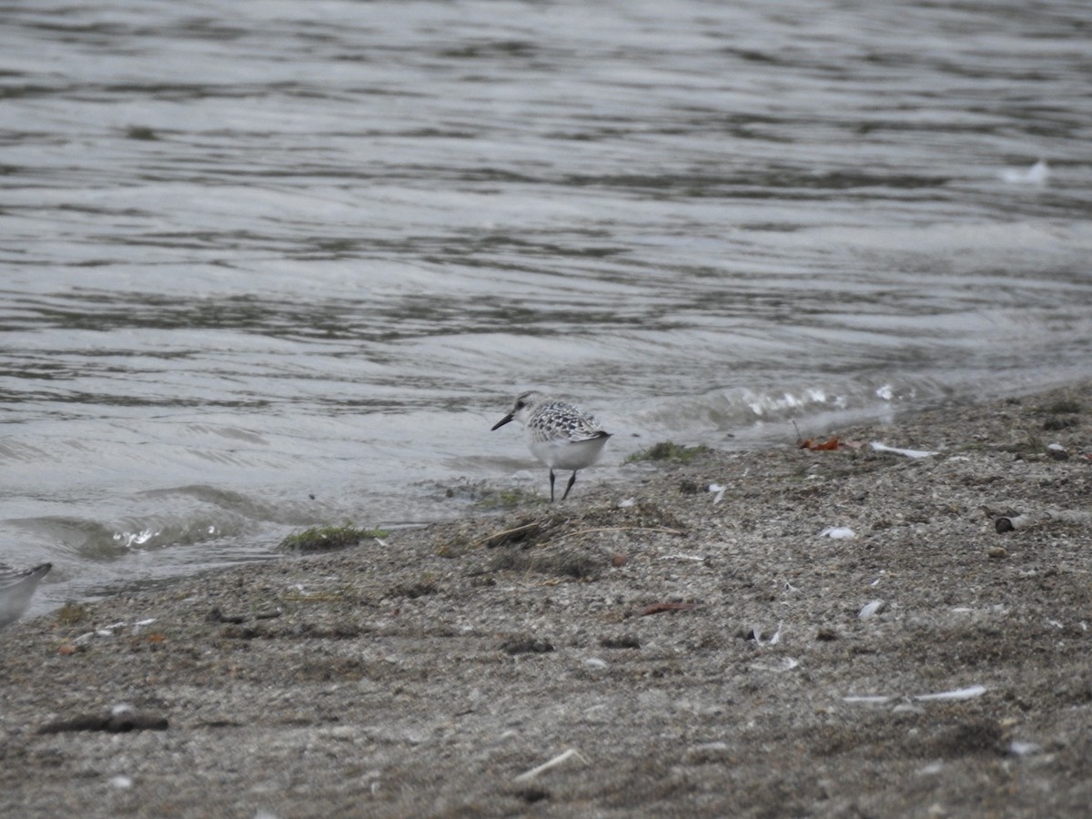 Sanderling - ML609357723