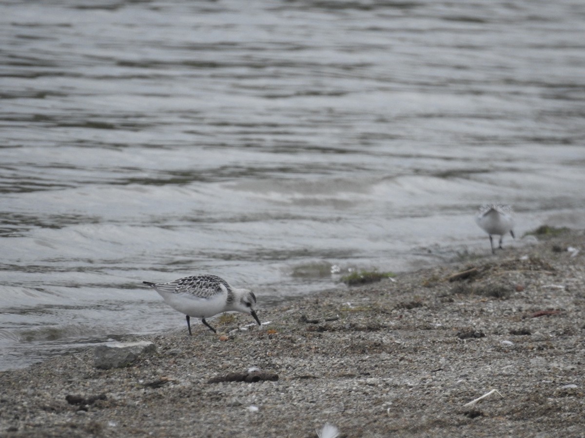 Sanderling - ML609357724