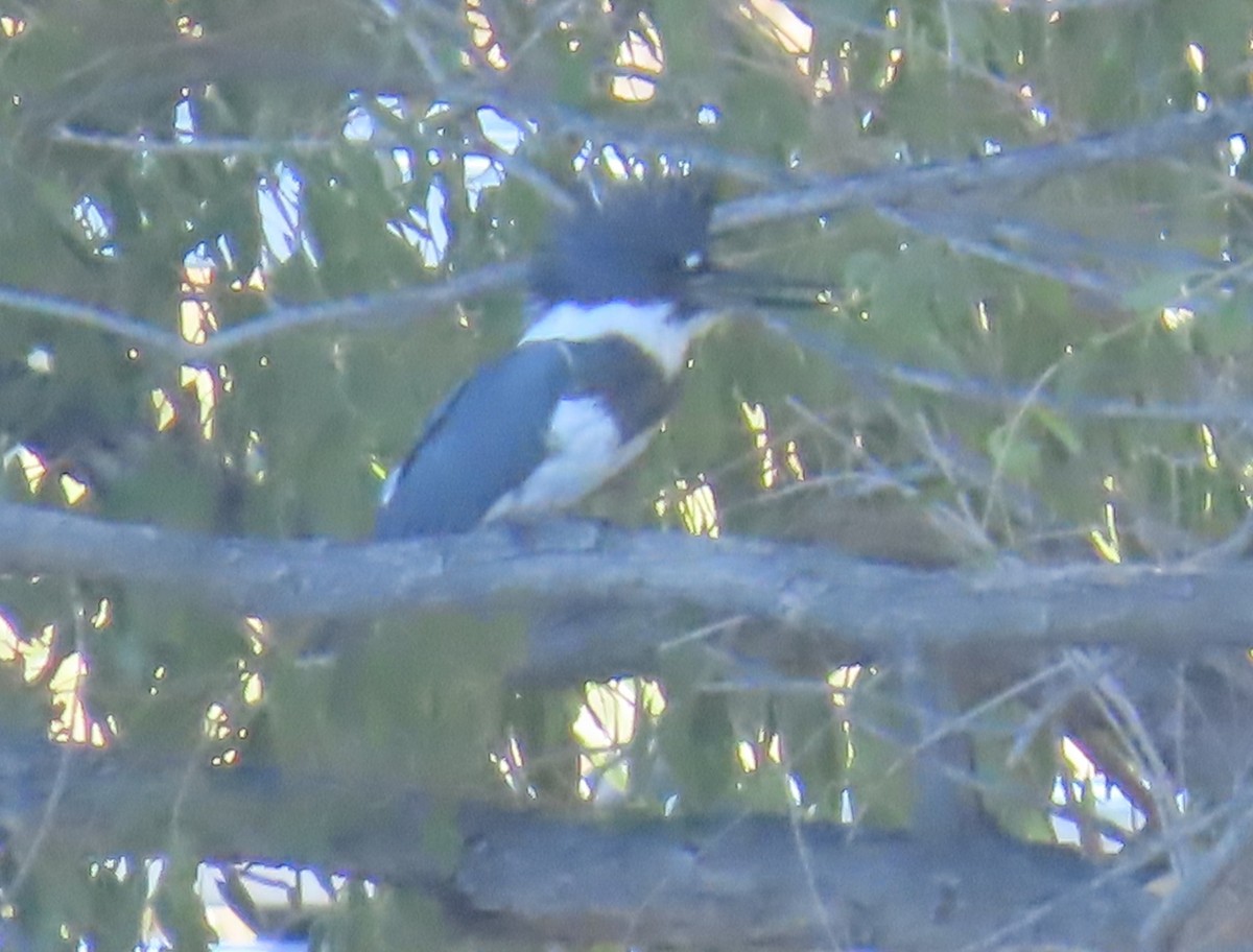 Belted Kingfisher - ML609357728