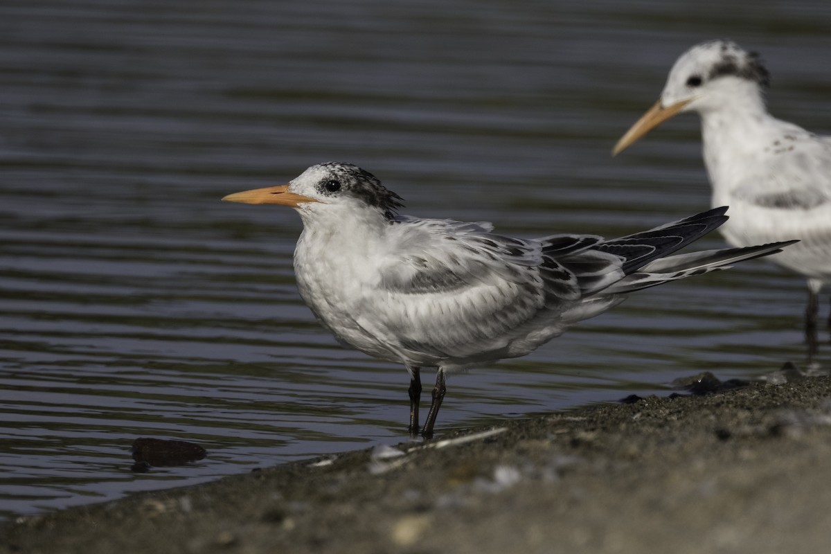 Royal Tern - Anthony Gliozzo