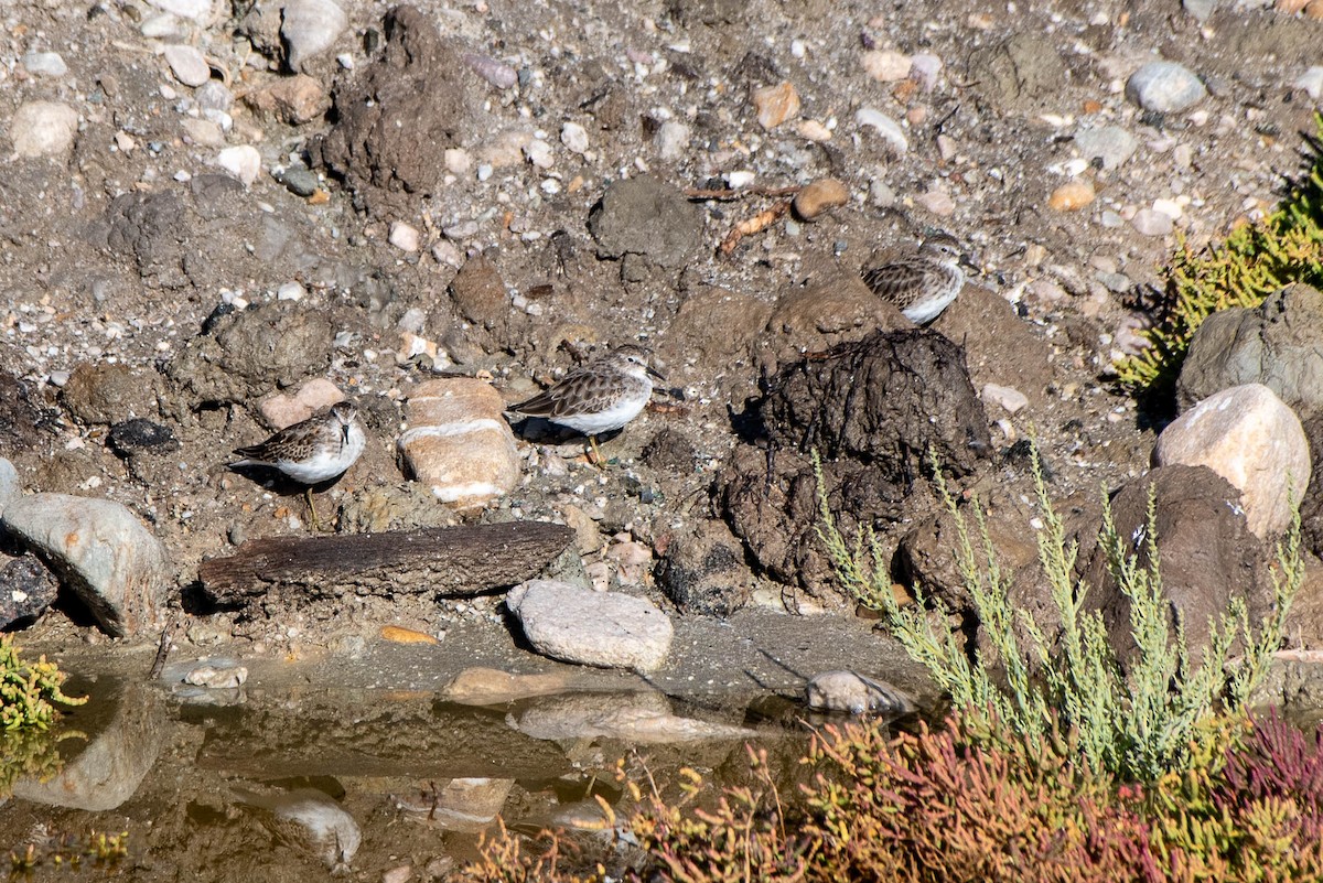 Least Sandpiper - ML609357864