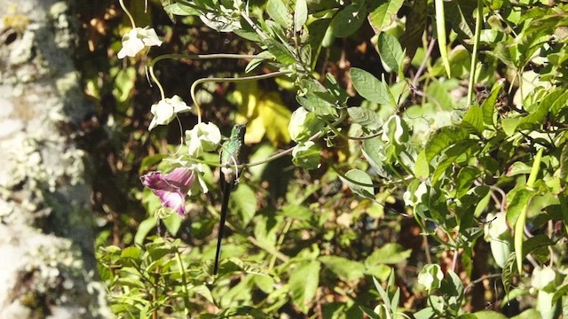 Colibrí Colilargo Mayor - ML609357981